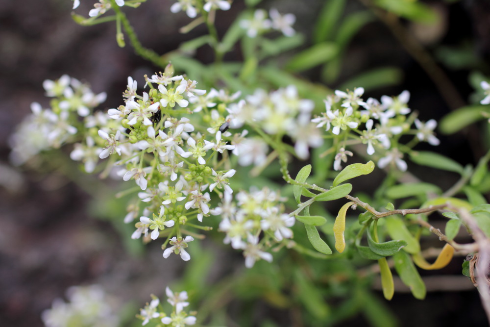 Lobularia canariensis, Lokation: Spanien | Canarias | Afur | Taborno Kategorien: Blüte, Familie: Brassicaceae (Kreuzblütler ), Datum: 07.03.2011