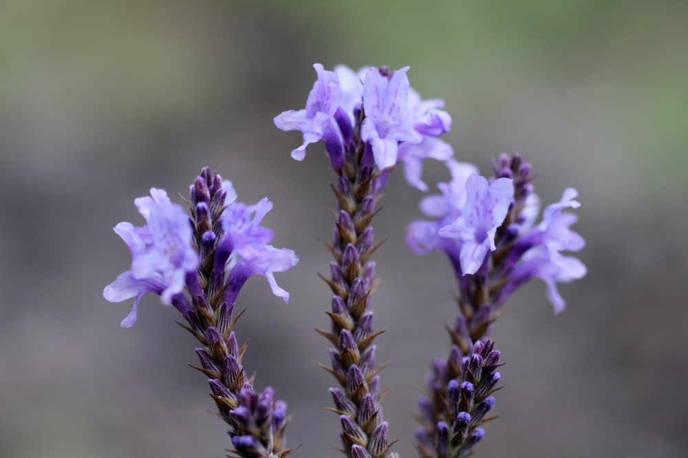 Lavandula minutolii, Lokation: Spanien | Canarias | Afur | Taborno Kategorien: Blüte, Familie: Lamiaceae (Lippenblütler ), Datum: 07.03.2011