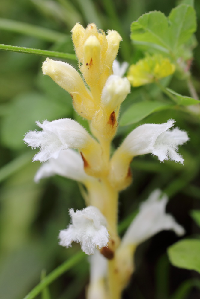 Orobanche ramosa, Lokation: Spanien | Canarias | Afur | Taborno Kategorien: Blüte, Familie: Orobanchaceae (Sommerwurzgewächse ), Datum: 07.03.2011