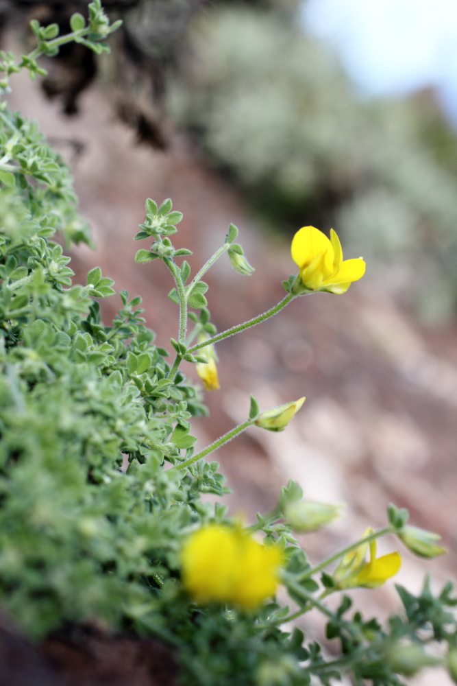 Lokation: Spanien | Canarias | Afur | Taborno Kategorien: Habitus, Datum: 08.03.2011