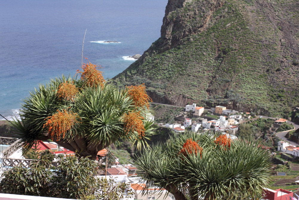 Lokation: Spanien | Canarias | Taganana | Azano Kategorien: Dorf, Datum: 08.03.2011