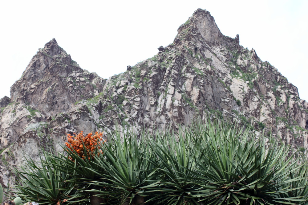 Lokation: Spanien | Canarias | Lomo De Las Bodegas | Las Palmas Kategorien: Berge, Datum: 09.03.2011