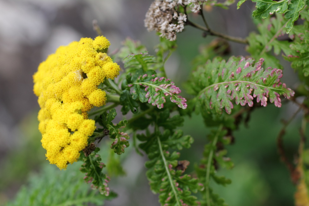 Gonospermum fruticosum, Lokation: Spanien | Canarias | Lomo De Las Bodegas | Las Palmas Kategorien: Blüte, Familie: Asteraceae (Korbblütler ), Datum: 09.03.2011