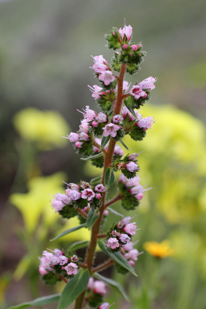 Echium strictum, Lokation: Spanien | Canarias | Lomo De Las Bodegas | Las Palmas Kategorien: Blüte, Familie: Boraginaceae (Rauhblattgewächse ), Datum: 09.03.2011