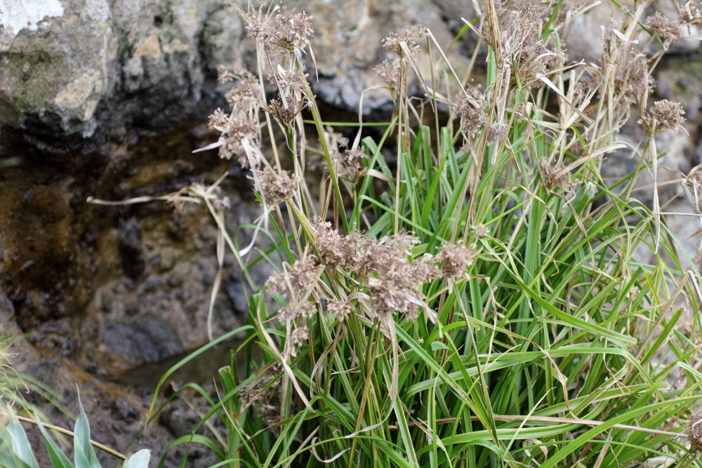 Lokation: Spanien | Canarias | Lomo De Las Bodegas | Las Palmas Kategorien: Vegetation, Datum: 09.03.2011