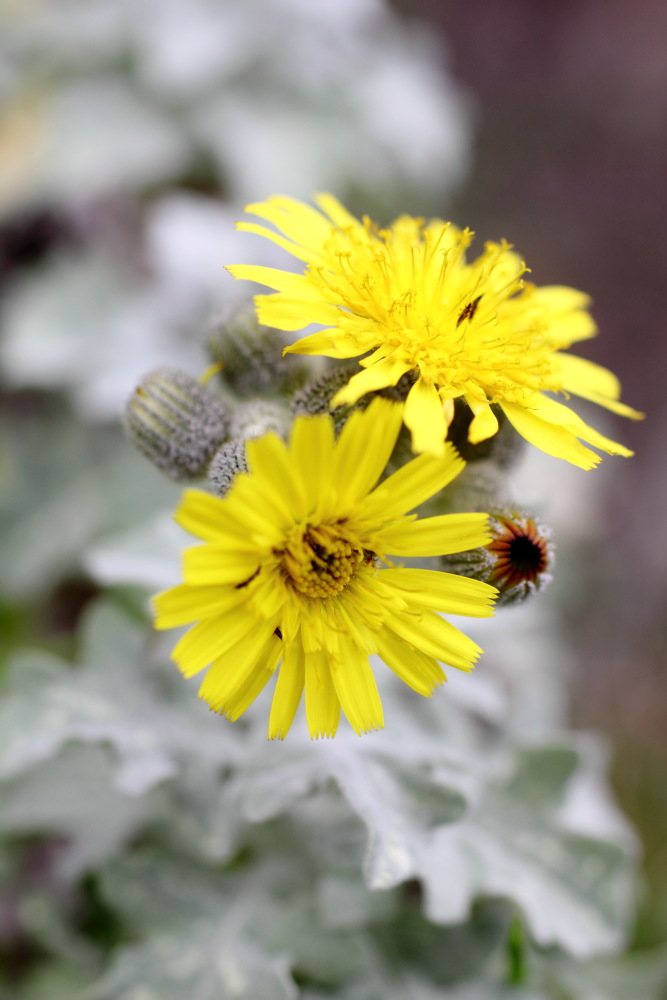 Andryala pinnatifida, Lokation: Spanien | Canarias | Lomo De Las Bodegas | Las Palmas Kategorien: Blüte, Familie: Asteraceae (Korbblütler ), Datum: 09.03.2011