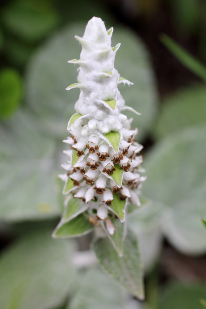 Sideritis macrostachyos, Lokation: Spanien | Canarias | Lomo De Las Bodegas | Las Palmas Kategorien: Blüte, Familie: Lamiaceae (Lippenblütler ), Datum: 09.03.2011