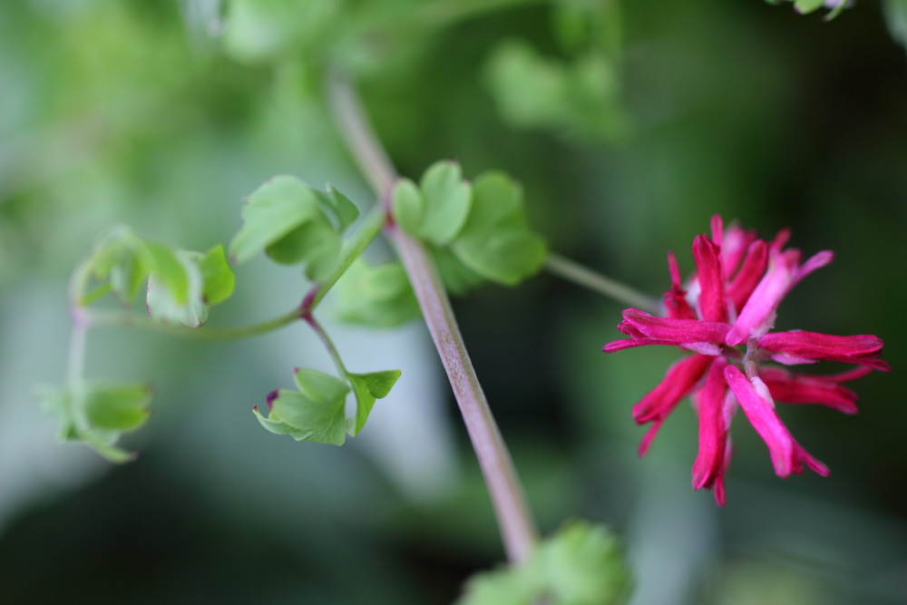 Fumaria coccinea, Lokation: Spanien | Canarias | Lomo De Las Bodegas | Las Palmas Kategorien: Habitus, Familie: Papaveraceae (Mohngewächse ), Datum: 09.03.2011