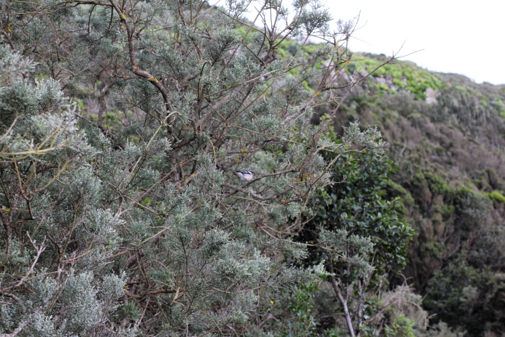 Lokation: Spanien | Canarias | Lomo De Las Bodegas | Las Palmas Kategorien: Vegetation, Datum: 09.03.2011