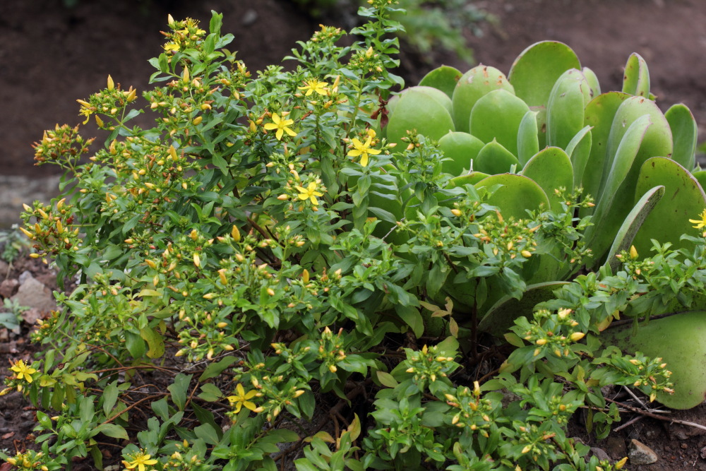 Hypericum glandulosum, Lokation: Spanien | Canarias | Lomo De Las Bodegas | Las Palmas Kategorien: Vegetation, Familie: Hypericaceae (Johanniskrautgewächse ), Datum: 09.03.2011