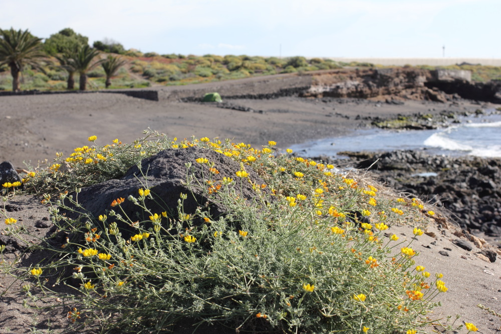 Lotus sessilifolius, Lokation: Spanien | Canarias | Las Chafiras (San Miguel) | El Abrigo Kategorien: Vegetation, Familie: Fabaceae (Schmetterlingsblütler ), Datum: 11.03.2011