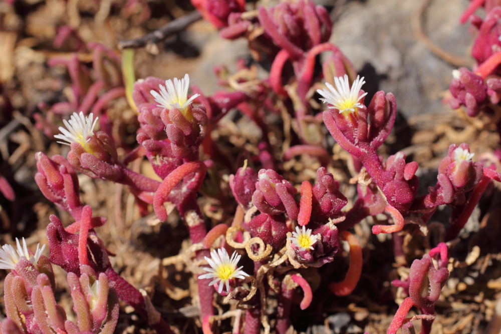 Mesembryanthemum nodiflorum, Lokation: Spanien | Canarias | Costa Del Silencio | Golf del Sur Kategorien: Habitus, Familie: Aizoaceae (Mittagsblumengewächse ), Datum: 11.03.2011