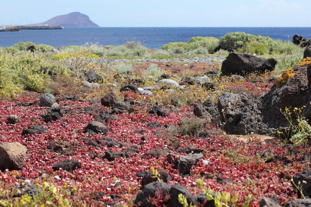 Mesembryanthemum nodiflorum, Lokation: Spanien | Canarias | Costa Del Silencio | Costa del Silencio Kategorien: Vegetation, Familie: Aizoaceae (Mittagsblumengewächse ), Datum: 11.03.2011