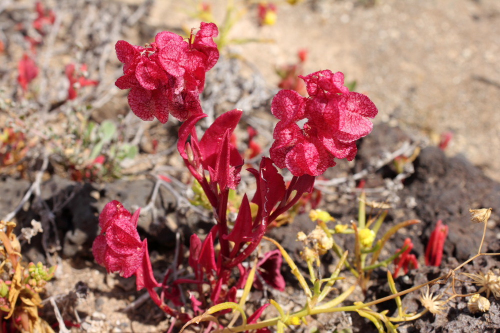 Rumex vesicarius, Lokation: Spanien | Canarias | Costa Del Silencio | Costa del Silencio Kategorien: Habitus, Familie: Polygonaceae (Knöterichgewächse ), Datum: 11.03.2011