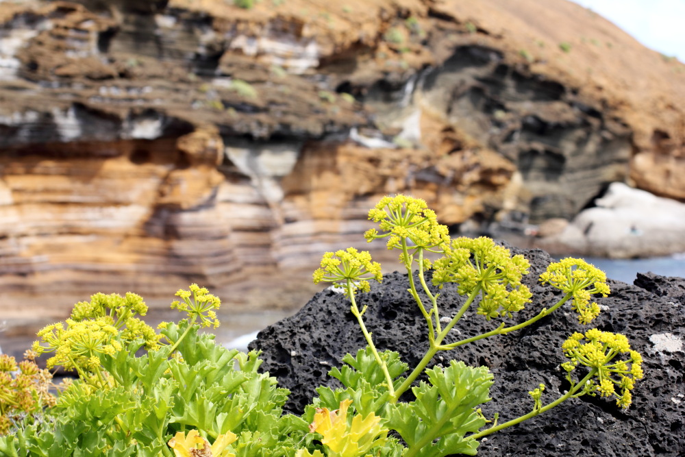 Astydamia latifolia, Lokation: Spanien | Canarias | Las Galletas | Costa del Silencio Kategorien: Habitus, Familie: Apiaceae (Doldenblütler ), Datum: 11.03.2011