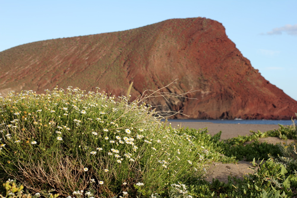 Argyranthemum frutescens, Lokation: Spanien | Canarias | El Medano | El Médano Kategorien: Vegetation, Familie: Asteraceae (Korbblütler ), Datum: 12.03.2011