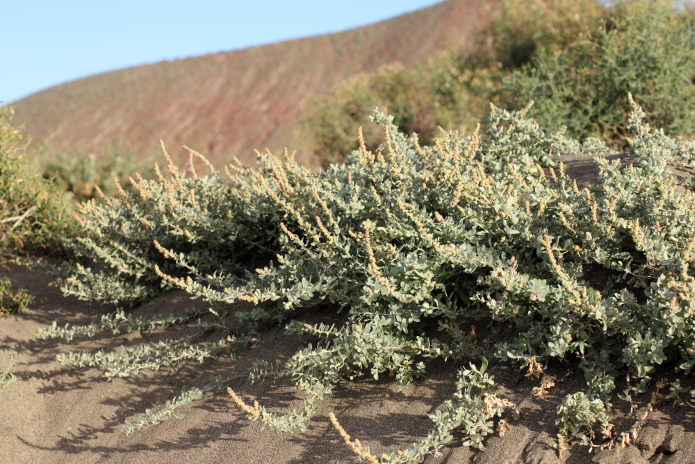 Atriplex glauca ssp. ifniensis, Lokation: Spanien | Canarias | El Medano | El Médano Kategorien: Vegetation, Familie: Amaranthaceae (Fuchsschwanzgewächse), Datum: 12.03.2011