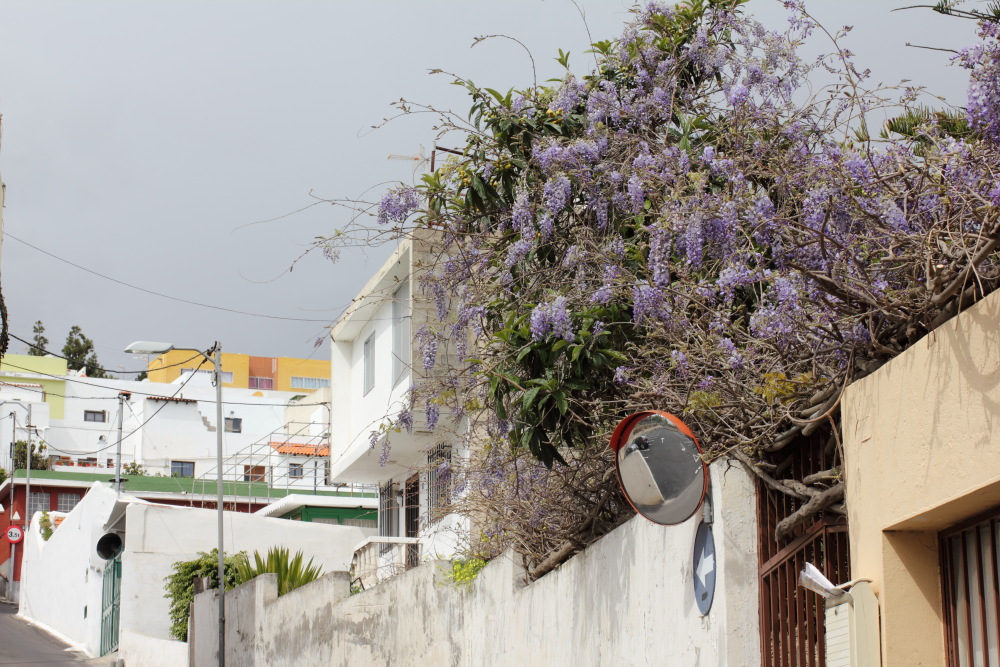 Lokation: Spanien | Canarias | Granadilla | Granadilla de Abona Kategorien: Dorf, Datum: 13.03.2011