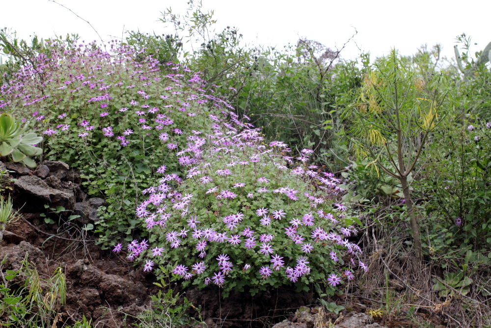 Pericallis lanata, Lokation: Spanien | Canarias | San Juan (Granadilla) | Granadilla de Abona Kategorien: Vegetation, Familie: Asteraceae (Korbblütler ), Datum: 13.03.2011