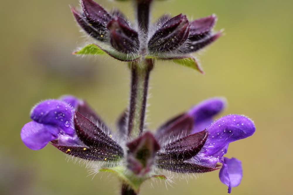 Lokation: Spanien | Canarias | Cruz De Tea (Granadilla) | Granadilla de Abona Kategorien: Blüte, Datum: 13.03.2011
