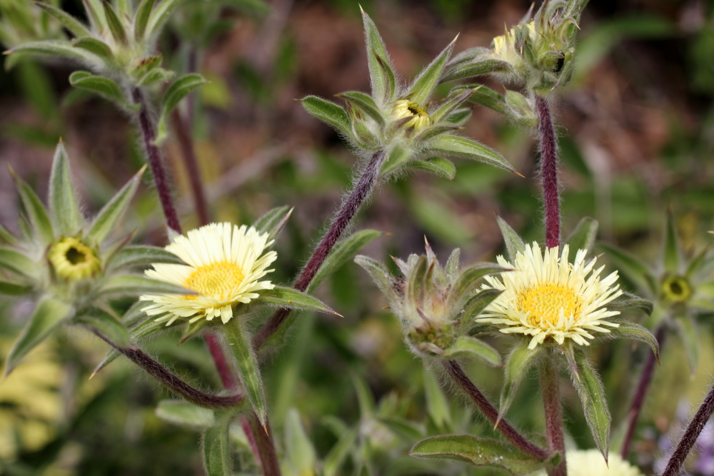 Asteriscus spinosus, Lokation: Spanien | Canarias | Cruz De Tea (Granadilla) | Granadilla de Abona Kategorien: Habitus, Familie: Asteraceae (Korbblütler ), Datum: 13.03.2011