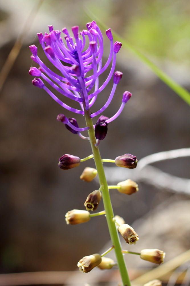 Lokation: Spanien | Canarias | Cruz De Tea (Granadilla) | Granadilla de Abona Kategorien: Blüte, Datum: 13.03.2011