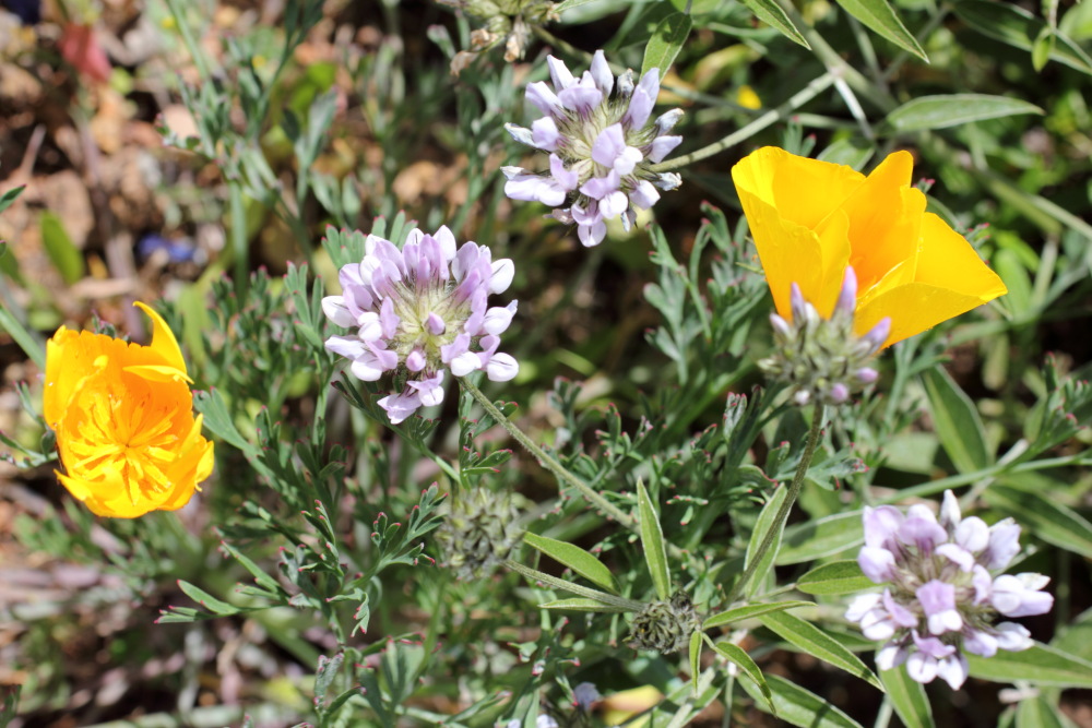 Eschscholzia californica, Lokation: Spanien | Canarias | Cruz De Tea (Granadilla) | Granadilla de Abona Kategorien: Vegetation, Familie: Papaveraceae (Mohngewächse ), Datum: 13.03.2011