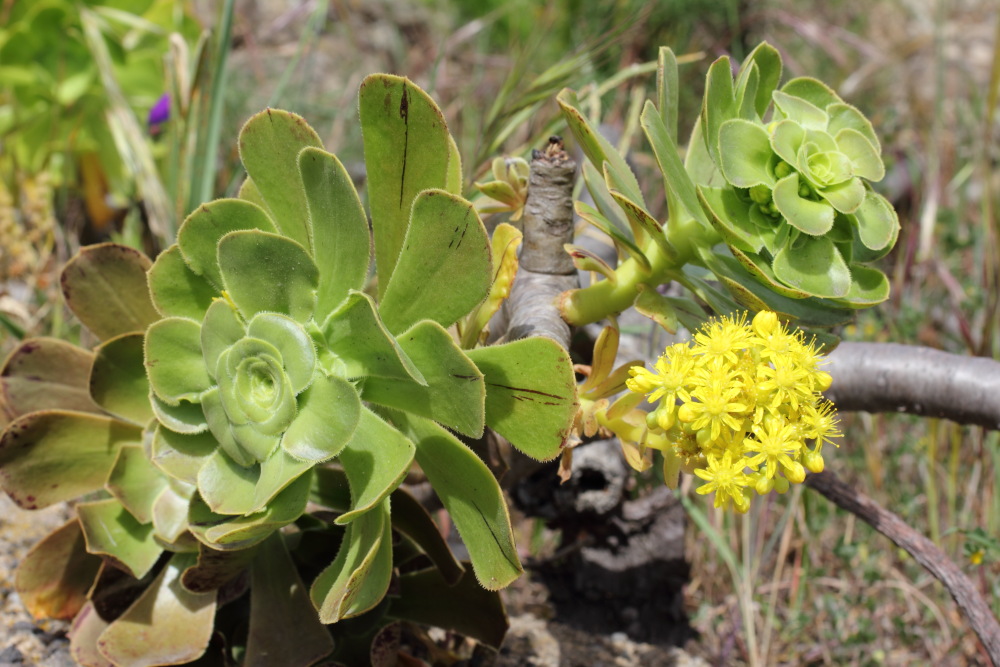 Lokation: Spanien | Canarias | Barriada Nueva (Granadilla) | Granadilla de Abona Kategorien: Habitus, Datum: 13.03.2011