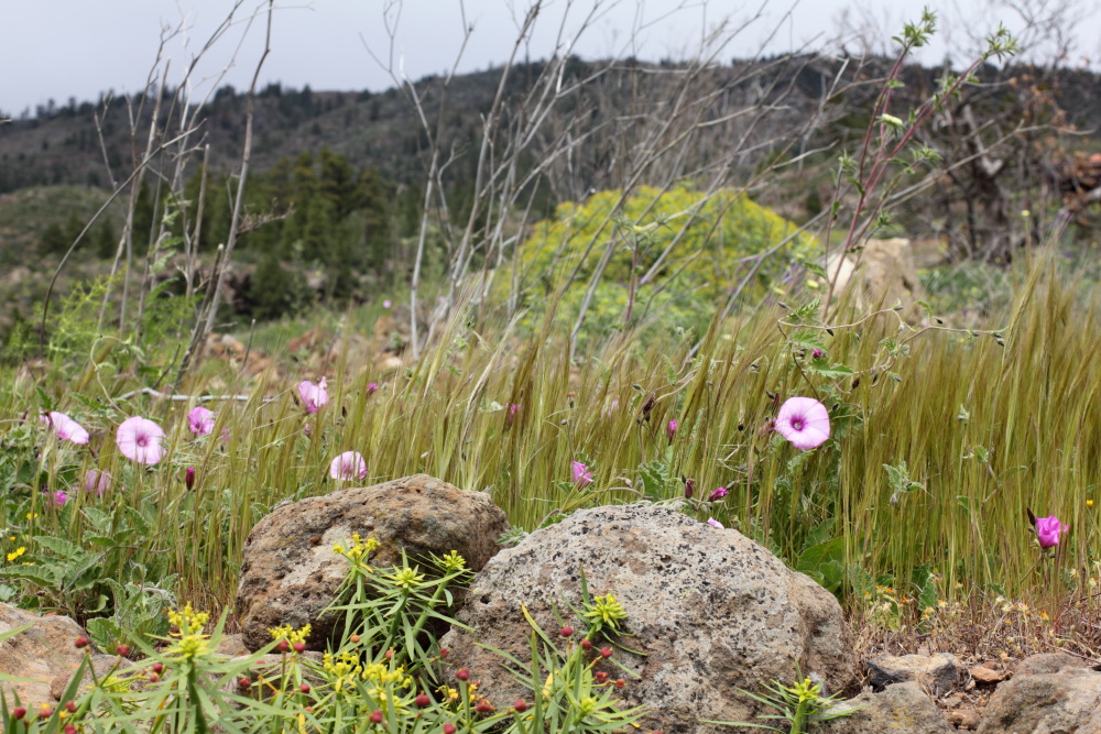 Lokation: Spanien | Canarias | San Juan (Granadilla) | Granadilla de Abona Kategorien: Landwirtschaft, Datum: 13.03.2011