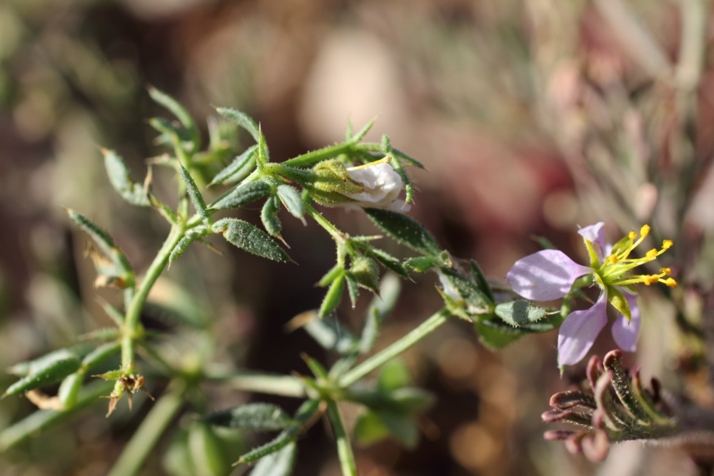 Fagonia albiflora, Lokation: Spanien | Canarias | El Medano | El Médano Kategorien: Habitus, Familie: Zygophyllaceae (Jochblattgewächse ), Datum: 15.03.2011