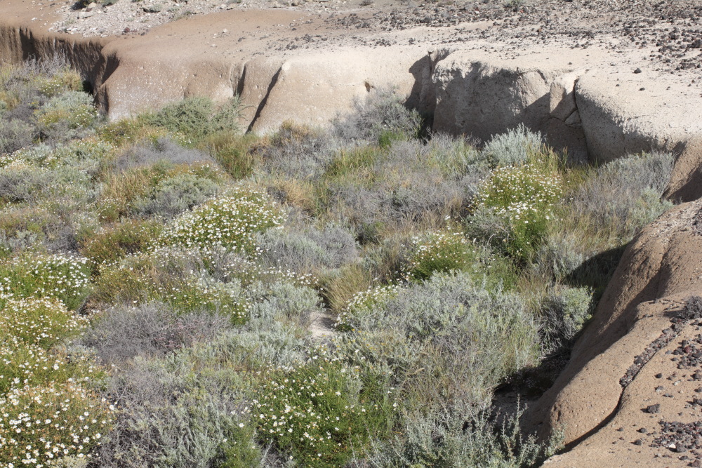 Lokation: Spanien | Canarias | El Medano | El Médano Kategorien: Vegetation, Datum: 15.03.2011