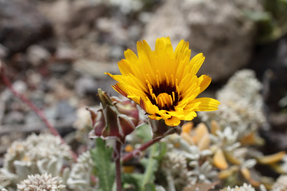 Reichardia tingitana, Lokation: Spanien | Canarias | El Medano | El Médano Kategorien: Blüte, Familie: Asteraceae (Korbblütler ), Datum: 15.03.2011