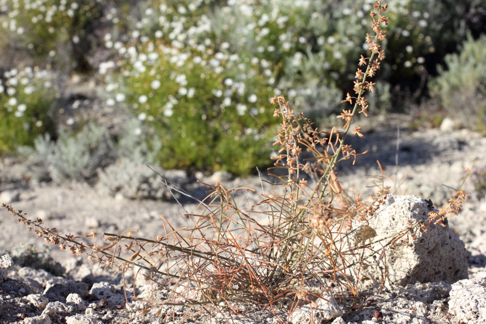 Reseda scoparia, Lokation: Spanien | Canarias | El Medano | El Médano Kategorien: Vegetation, Familie: Resedaceae (Resedengewächse ), Datum: 15.03.2011