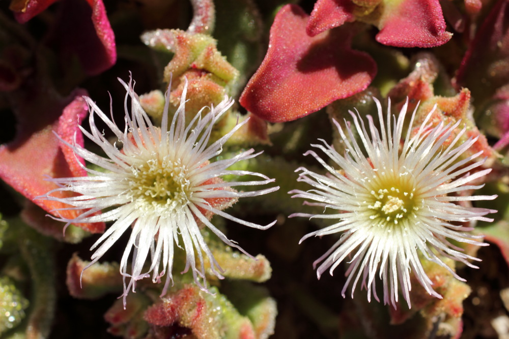 Mesembryanthemum crystallinum, Lokation: Spanien | Canarias | El Medano | El Médano Kategorien: Blüte, Familie: Aizoaceae (Mittagsblumengewächse ), Datum: 15.03.2011