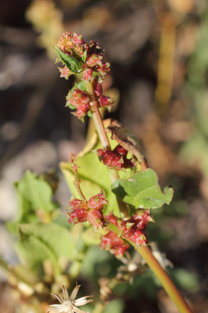 Lokation: Spanien | Canarias | El Medano | El Médano Kategorien: Habitus, Datum: 15.03.2011