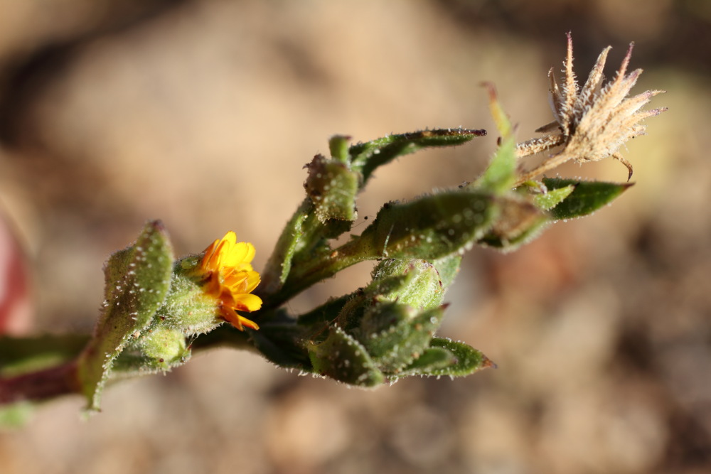 Lokation: Spanien | Canarias | El Medano | El Médano Kategorien: Habitus, Datum: 15.03.2011