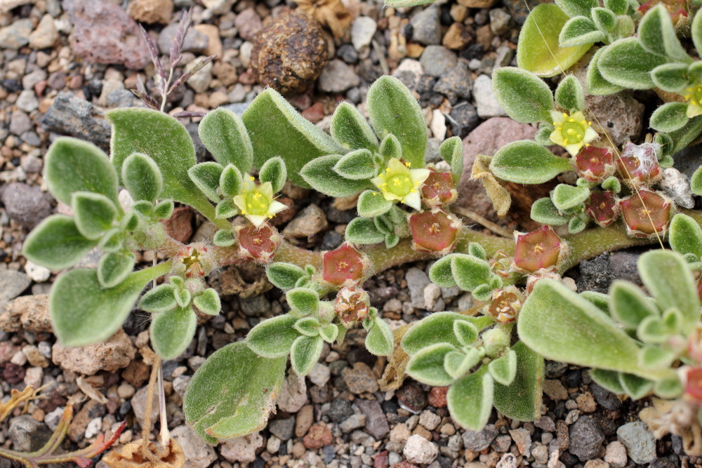Aizoon canariense, Lokation: Spanien | Canarias | El Medano | El Médano Kategorien: Habitus, Familie: Aizoaceae (Mittagsblumengewächse ), Datum: 16.03.2011