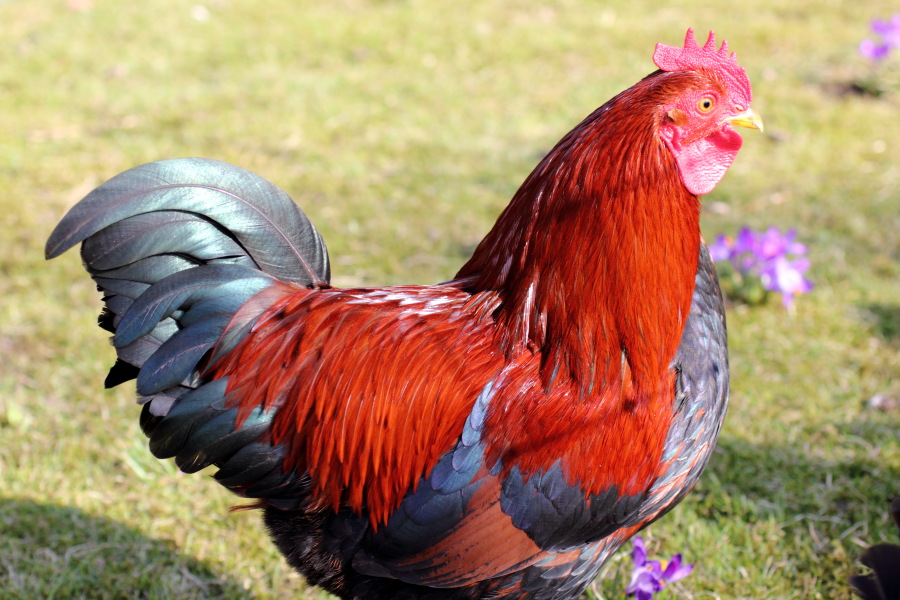 Lokation: Deutschland | Nordrhein-Westfalen | Bergisch Gladbach | Rodemich Kategorien: Hühner, Datum: 15.03.2012