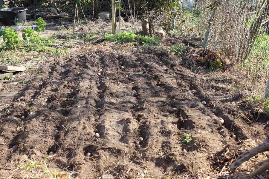 Kartoffelbeet, Lokation: Deutschland | Nordrhein-Westfalen | Bergisch Gladbach | Rodemich Kategorien: Permakultur, Datum: 25.03.2012