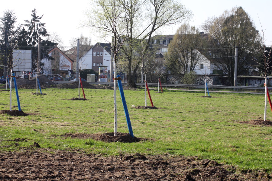 Lokation: Deutschland | Nordrhein-Westfalen | Köln | Holweide Kategorien: Streuobstwiese, Datum: 28.03.2012
