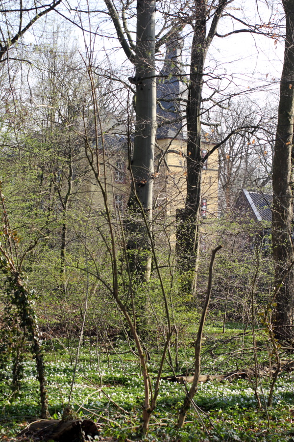 Lokation: Deutschland | Nordrhein-Westfalen | Köln | Holweide Kategorien: Vegetation, Datum: 28.03.2012
