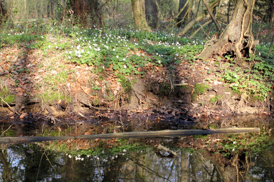 Lokation: Deutschland | Nordrhein-Westfalen | Bergisch Gladbach | Heide Kategorien: Vegetation, Datum: 28.03.2012