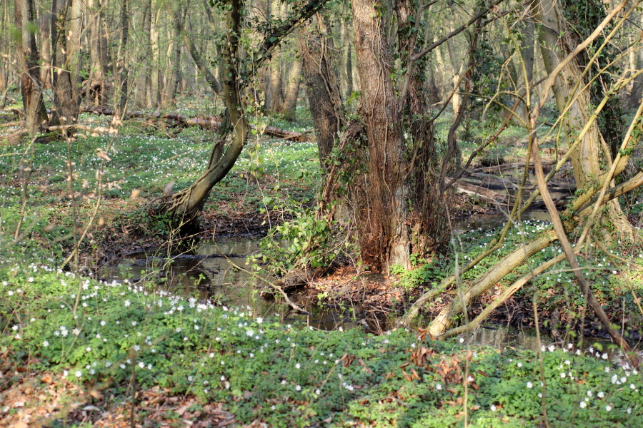 Lokation: Deutschland | Nordrhein-Westfalen | Bergisch Gladbach | Heide Kategorien: Vegetation, Datum: 28.03.2012