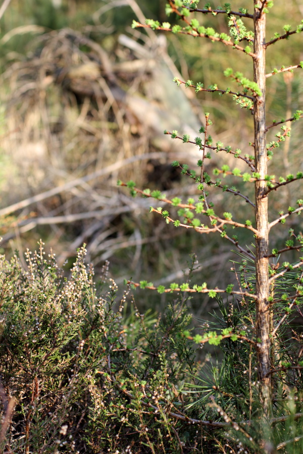 Lokation: Deutschland | Nordrhein-Westfalen | Bergisch Gladbach | Rodemich Kategorien: Vegetation, Datum: 28.03.2012