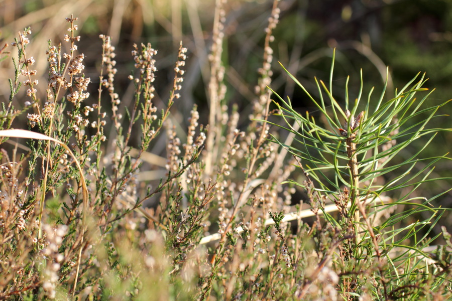 Lokation: Deutschland | Nordrhein-Westfalen | Bergisch Gladbach | Rodemich Kategorien: Vegetation, Datum: 28.03.2012