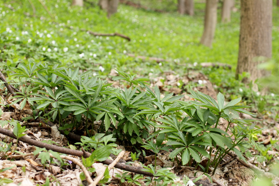 Lokation: Deutschland | Nordrhein-Westfalen | Bergisch Gladbach | Dombach Kategorien: Habitus, Datum: 06.04.2012