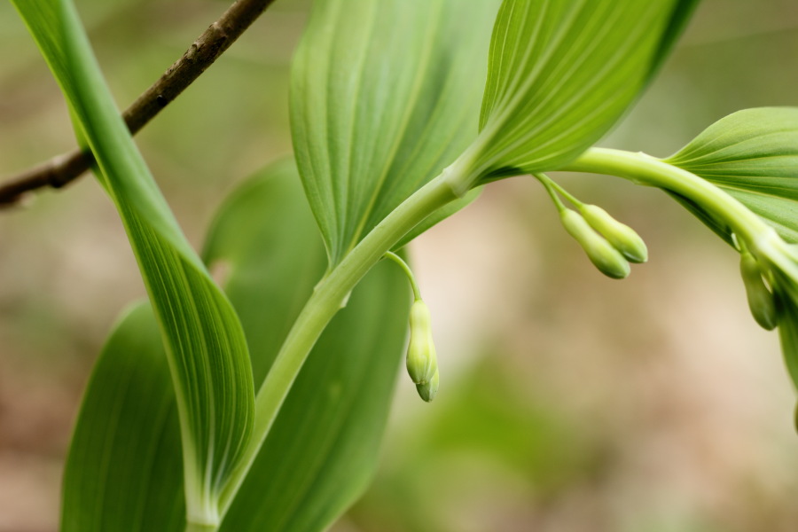 Lokation: Deutschland | Nordrhein-Westfalen | Bergisch Gladbach | Dombach Kategorien: Habitus, Datum: 06.04.2012