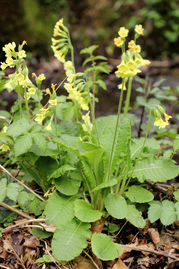 Lokation: Deutschland | Nordrhein-Westfalen | Bergisch Gladbach | Herrenstrunden Kategorien: Habitus, Datum: 06.04.2012