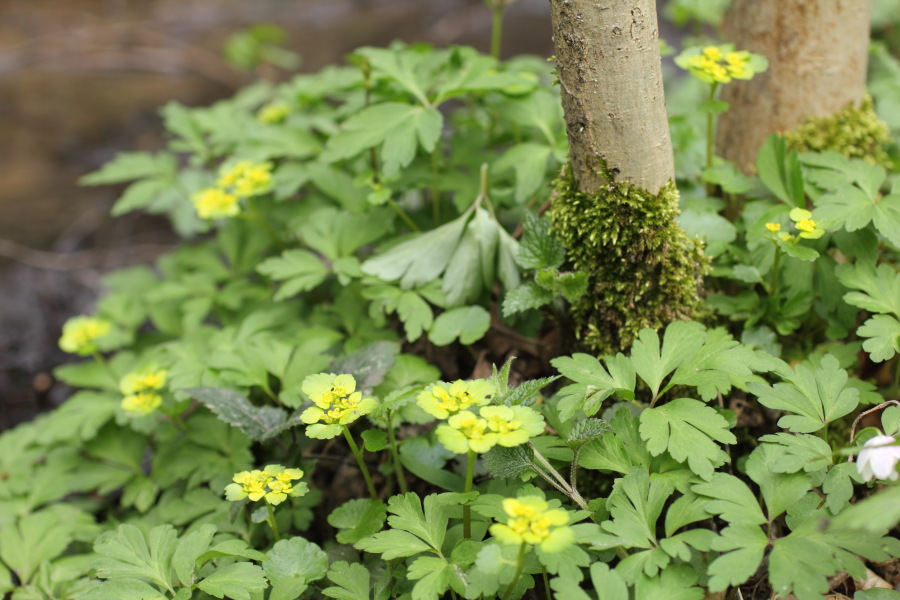Lokation: Deutschland | Nordrhein-Westfalen | Bergisch Gladbach | Herrenstrunden Kategorien: Habitus, Datum: 06.04.2012