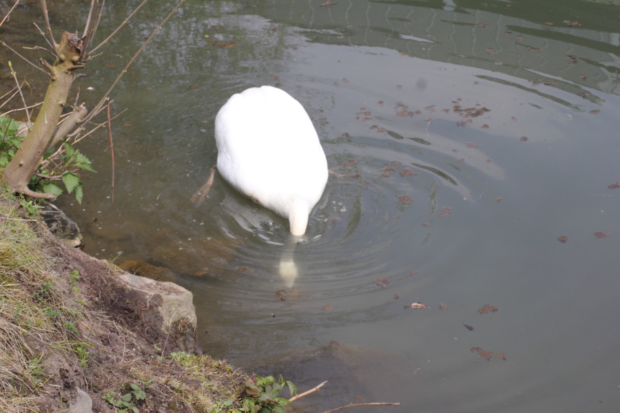 Lokation: Deutschland | Nordrhein-Westfalen | Bergisch Gladbach | Hochscherf Kategorien: Vögel, Datum: 06.04.2012
